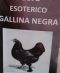 Polvos esotéricos Gallina Negra